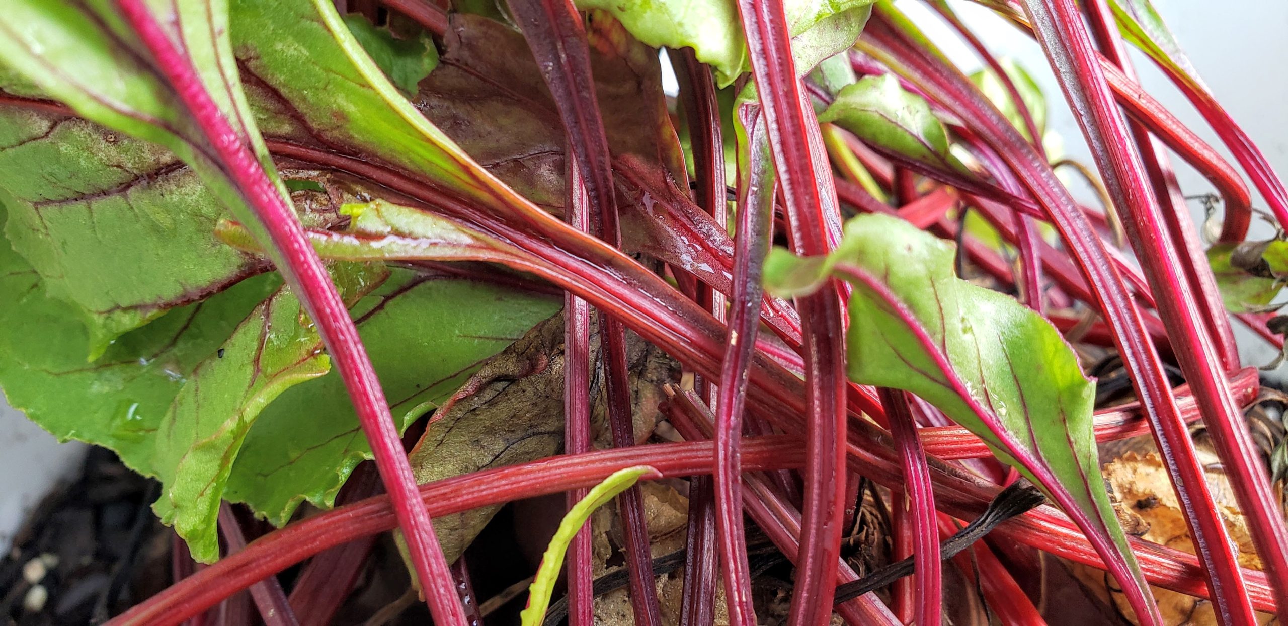 It Is All About The Beets!