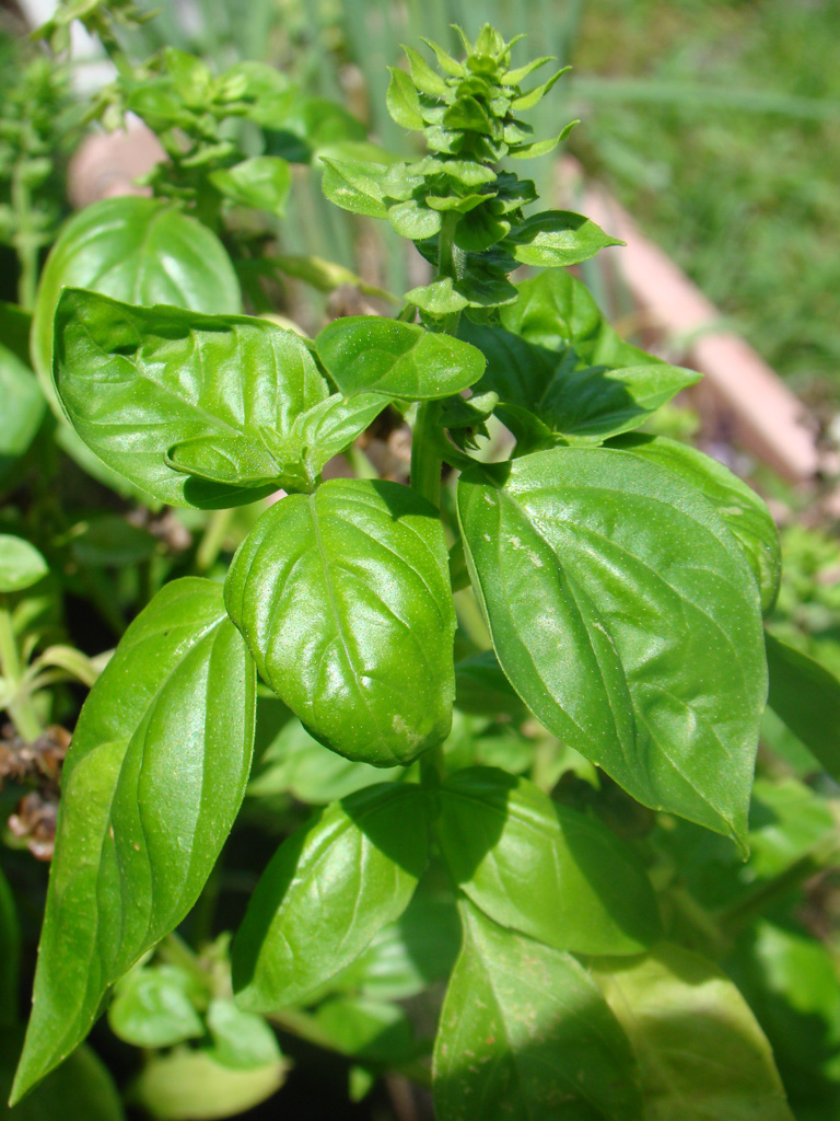 Reasons to Grow Basil (Basilique)