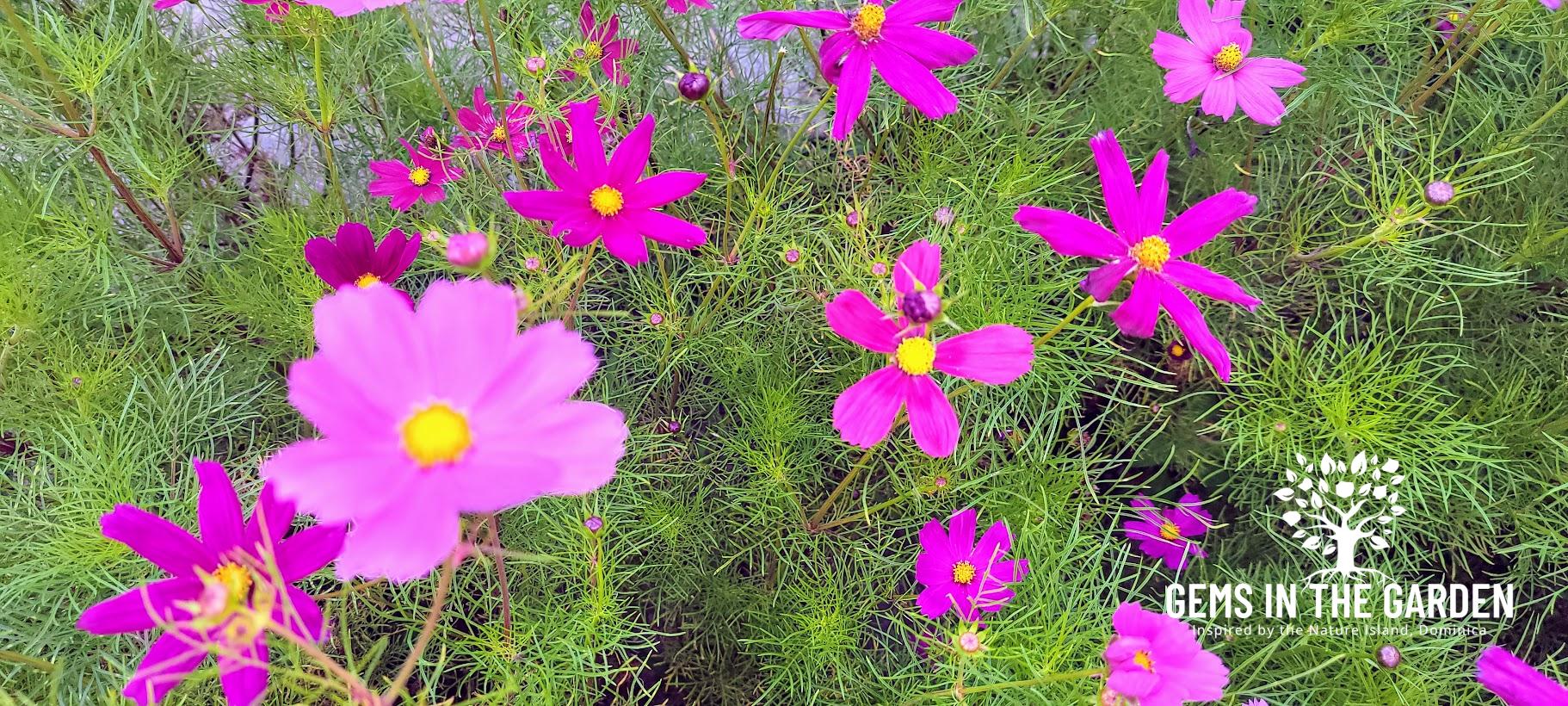 The Garden of Hope: Community Garden, Dorchester, Massachusetts