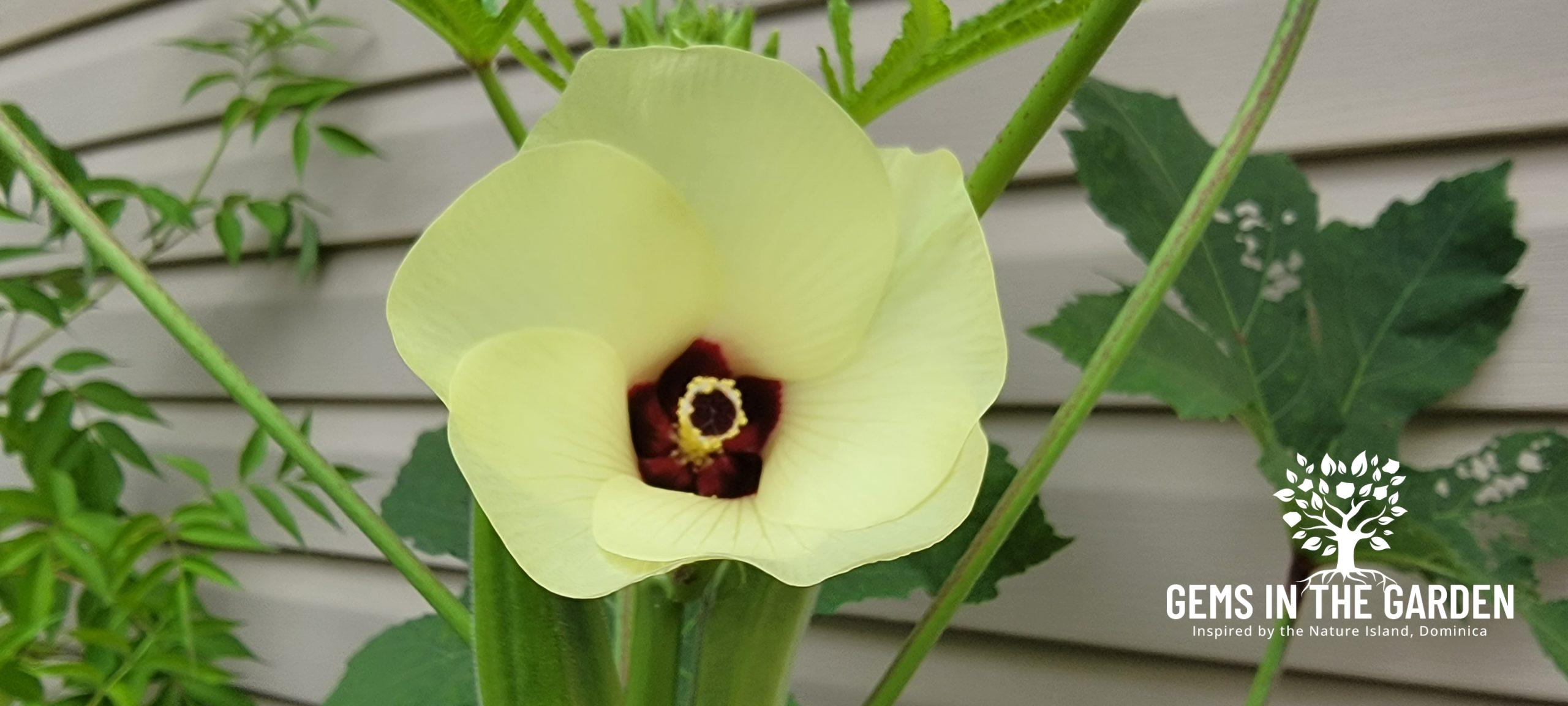 Okra in Bloom