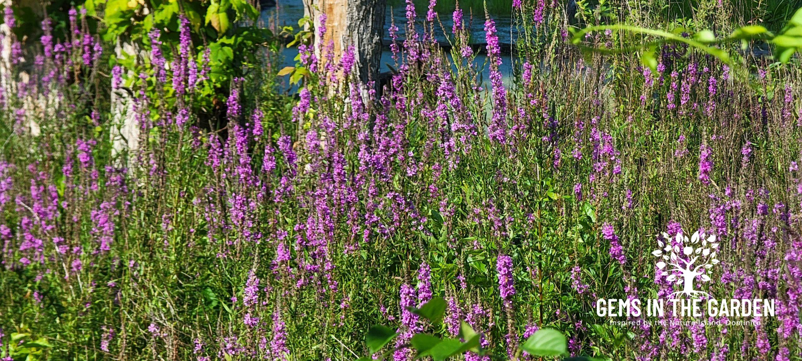 Broad Meadow Brook Wildlife Sanctuary:   Worcester, Massachusetts